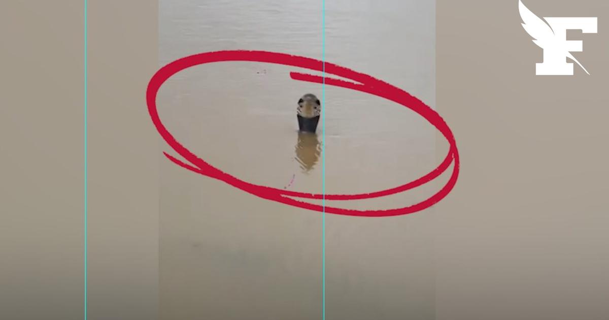 «C’est terrifiant, ils sont partout» : en Chine, 900 serpents venimeux s’échappent d’une ferme après les inondations