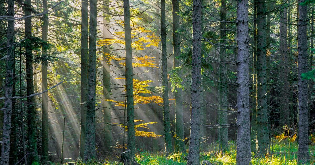 La mortalité naturelle des arbres a fortement augmenté en France ces dix dernières années