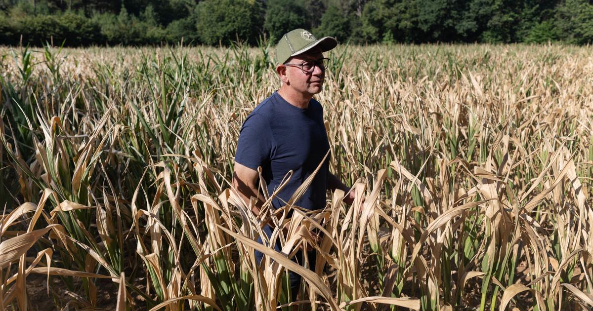 «Les maïs sont en train de cramer sur place» : face à la canicule, la grande inquiétude des agriculteurs