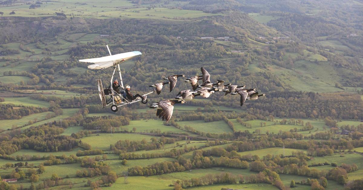 « L’illusion d’être un oiseau » : Christian Moullec, météorologue passionné d’ornithologie, qui vole avec les oies