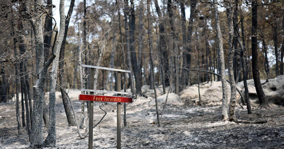 Incendies à Fontainebleau : des travaux à l’origine du feu principal