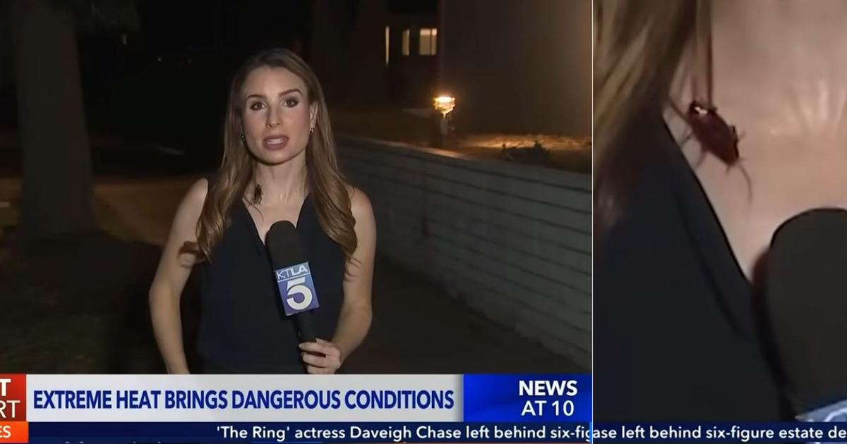 «Oh là là, je sens quelque chose» : un énorme cafard grimpe sur une journaliste en plein direct