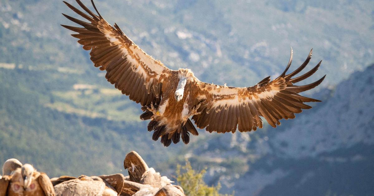 « L’élevage de plein air est menacé » : au Pays basque, les attaques de vautours inquiètent les éleveurs