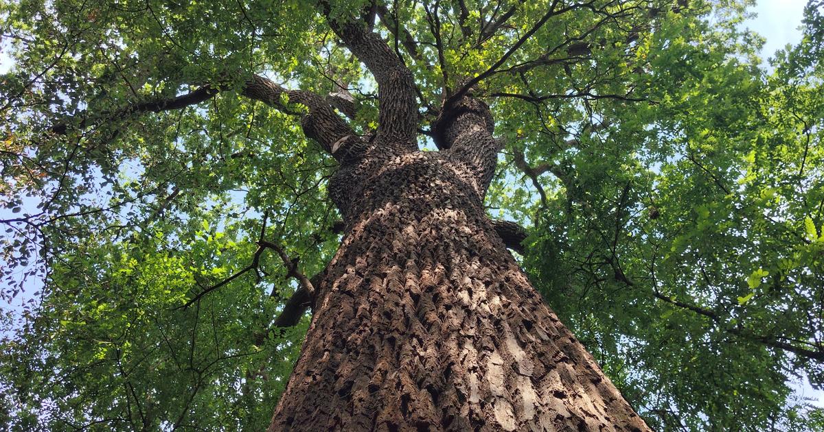 «Si on pouvait éviter de détruire la forêt, ça serait mieux» : dans le Bois de Vincennes, la ligne 1 menace des chênes centenaires
