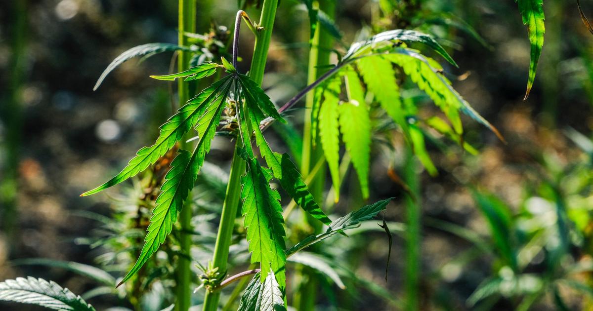 Incendie de Nantes: une plantation de cannabis découverte près des bidonvilles roms évacués