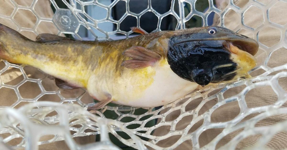 Un nouveau cas rare de cancer se transmet comme un parasite chez des poissons d’eau douce