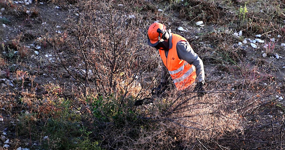 «Les flammes ne lisent pas le code de l’environnement» : écologistes contre forestiers, la bataille idéologique du débroussaillement