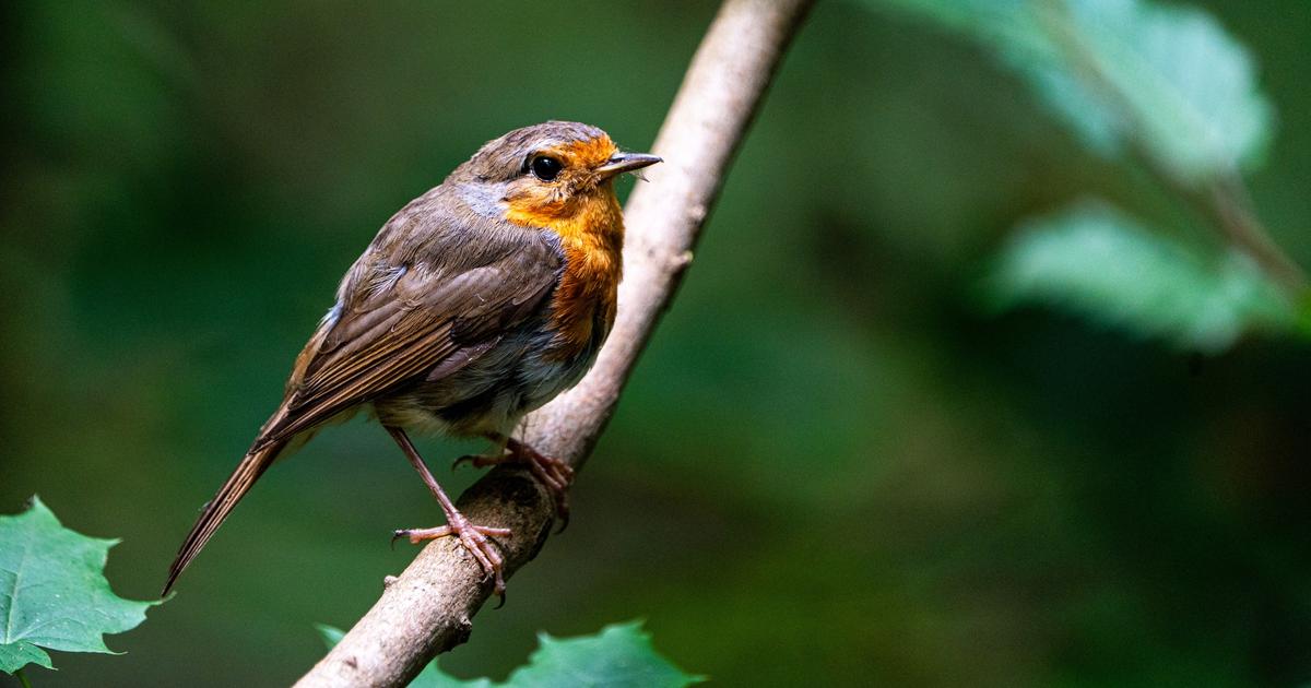 Trilles, sifflements et notes chaotiques : la règle étonnante de simplicité cachée dans le chant des oiseaux