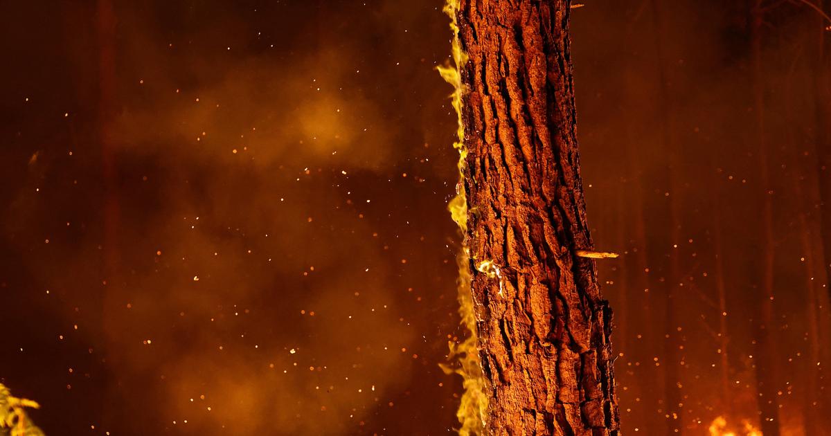 Feux de forêt : l’incendie en Gironde est le plus dévastateur des cinquante dernières années en France