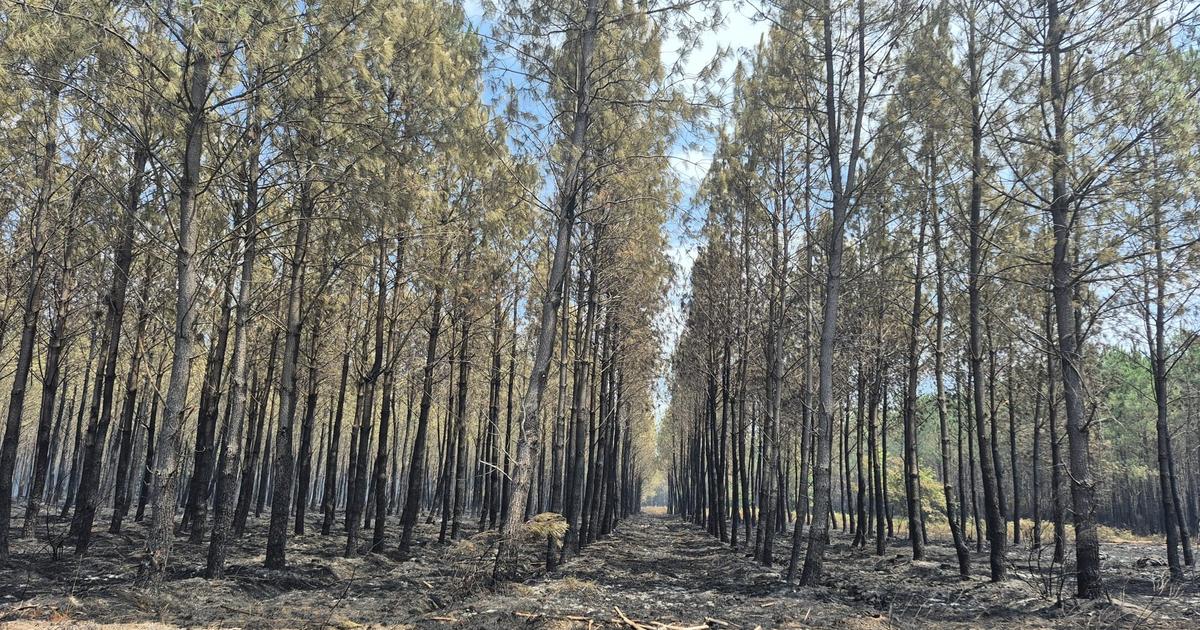 Incendie en Gironde : le feu est «stabilisé», mais «pas fixé», annonce Laurent Nunez