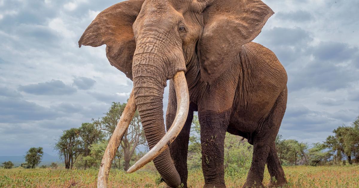 Kenya : une enquête ouverte après la mort inexpliquée de 15 éléphants en un mois