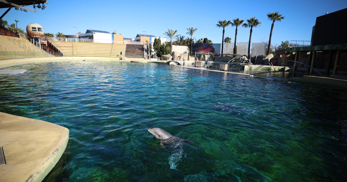 Dauphins de Marineland transférés en Espagne : l’inquiétude des associations grandit