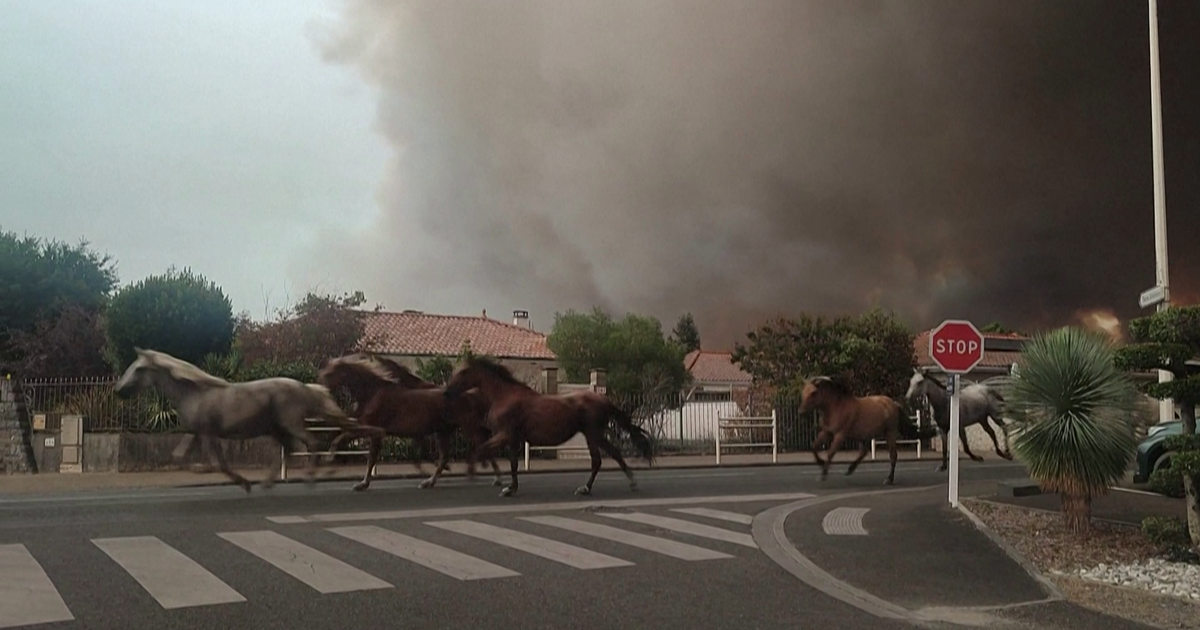 «On a eu une bonne étoile» : les chevaux qui fuyaient les flammes à Biscarrosse ont retrouvé leurs propriétaires