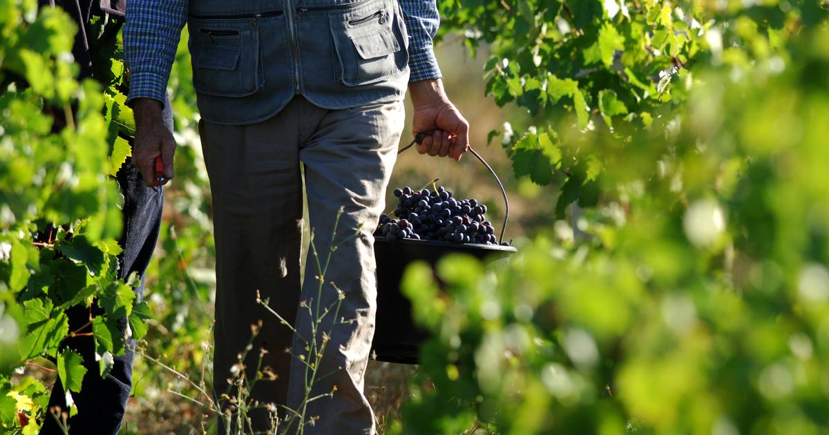 De 1 500 à 10 000 euros par mois : pourquoi les métiers du vin sont les plus inégaux de France