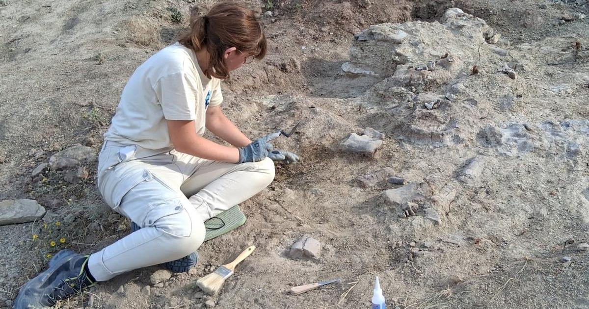 « Opération Dino » : l’expédition commando du Muséum de Nantes au fin fond du Wyoming pour rapporter un sauropode