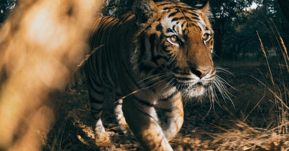 Ce pays a volontairement doublé le nombre de tigres et la population doit maintenant faire face aux attaques