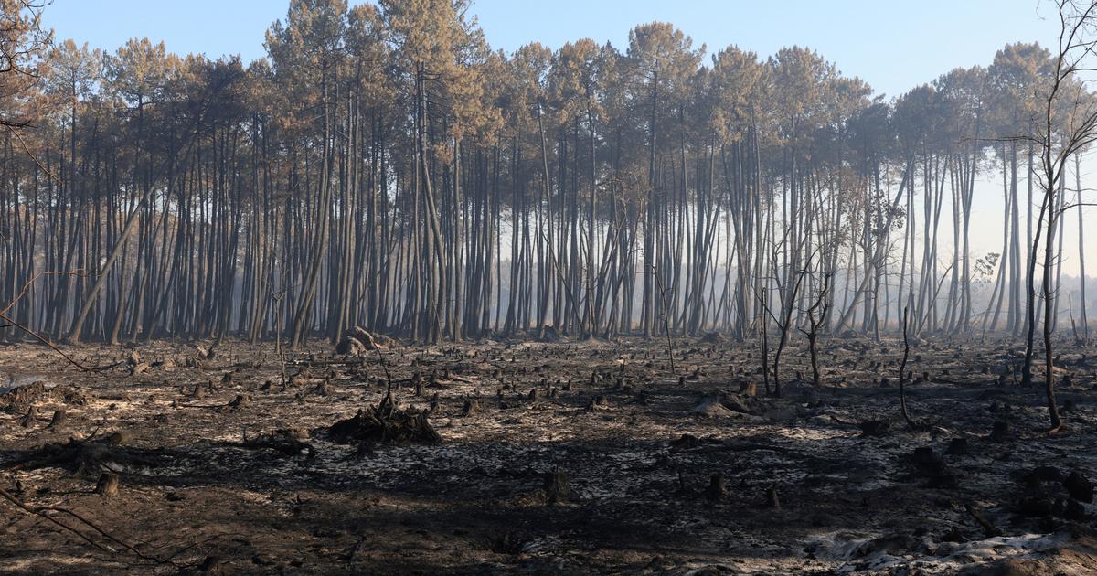 EN DIRECT - Incendies en Gironde : une nuit «calme» avant une journée caniculaire à haut risque