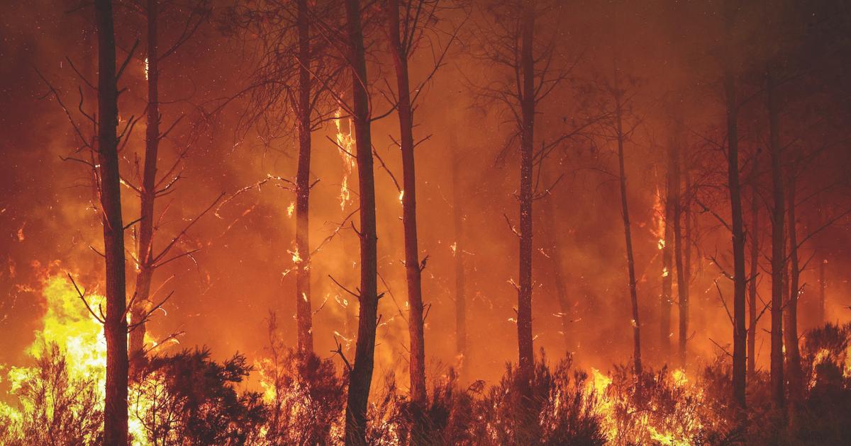 Ferghane Azihari : «Pour sauver les forêts, il faut en finir avec la superstition écologiste d’une biodiversité immuable»
