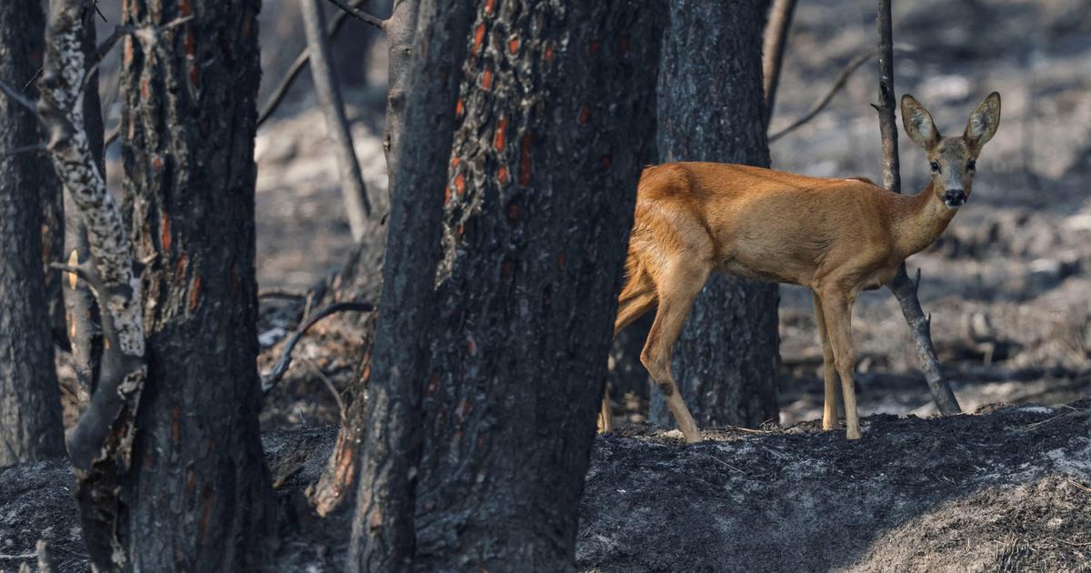 «Pas de fusils sur les cendres» : une pétition pour l’arrêt de la chasse dans les forêts incendiées rassemble plus de 300.000 signatures