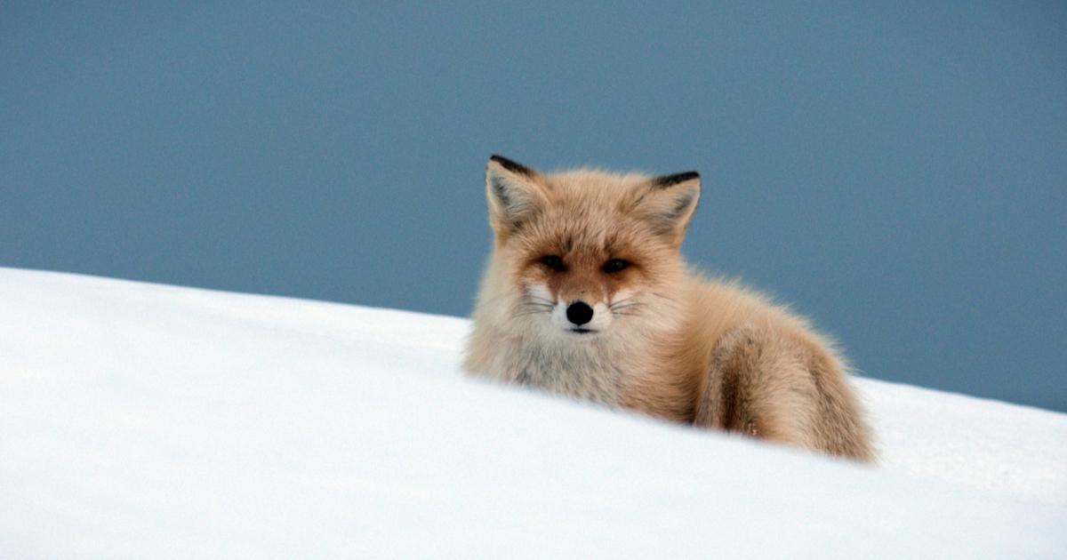 Japon, un nouveau monde sauvage : la faune nippone lutte pour sa survie sur Ushuaia TV