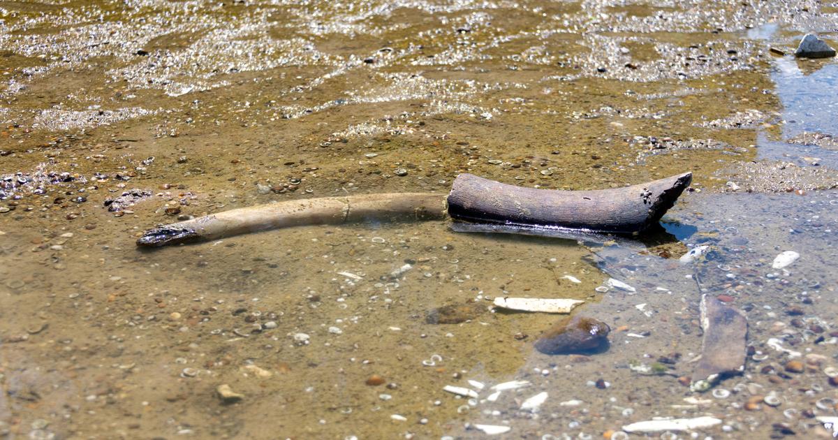 «Il s’agit à 100% d’un mammouth» : des ossements de la période glaciaire apparaissent dans le Danube, en Bulgarie