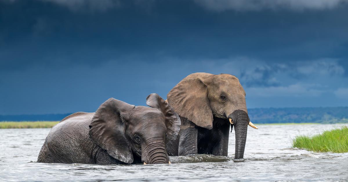 15 éléphants empoisonnés au cyanure : après le drame, les premiers résultats de l’enquête