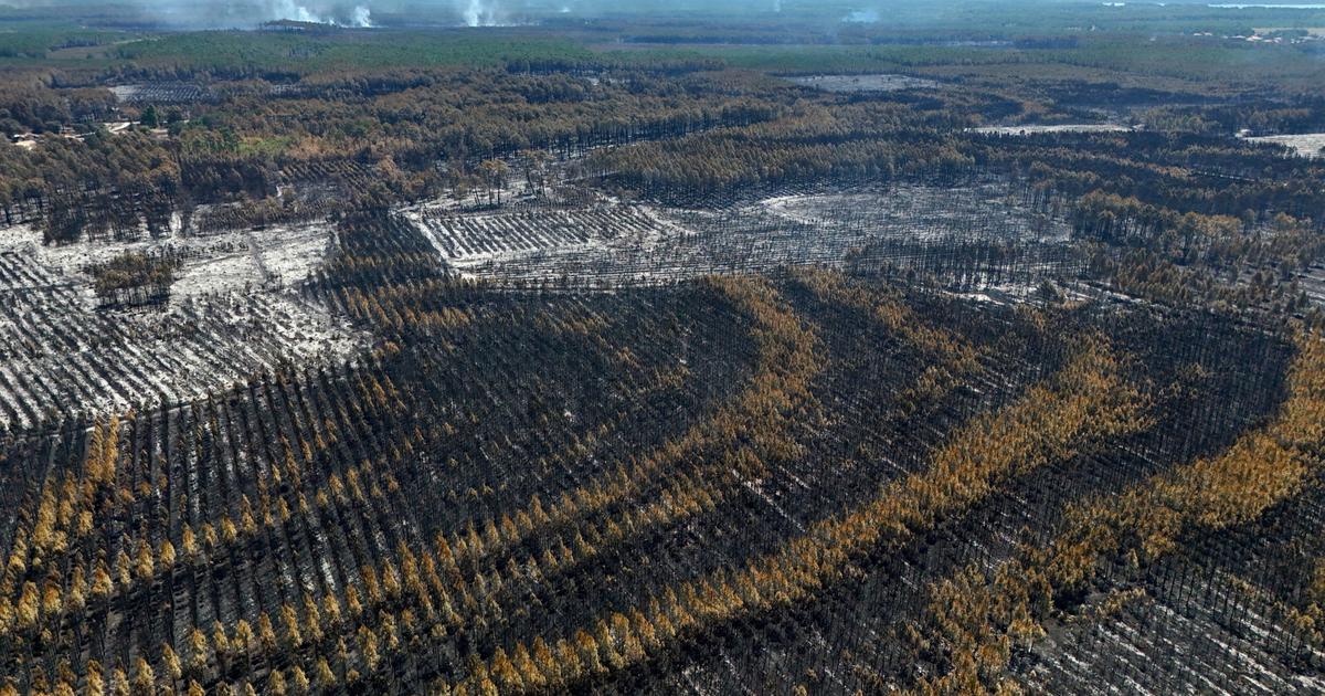 Après les incendies des Landes et de la Gironde, comment faire renaître la forêt ?