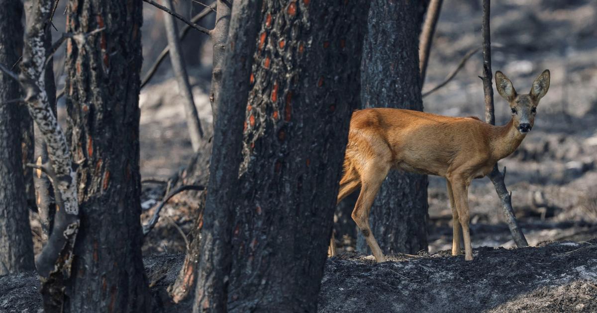 Fleurs, reptiles, mammifères, papillons… Après le passage du feu, tout un écosystème est à reconstruire