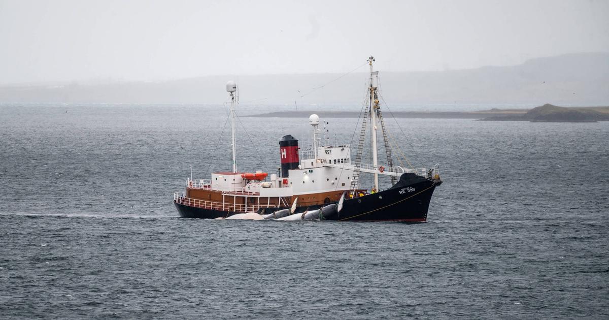 Islande : la police demande l’expulsion de 21 militants anti-chasse à la baleine