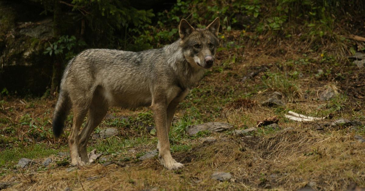 Vaste coup de filet dans les Hautes-Alpes chez les braconniers de loups