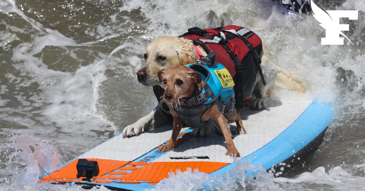 En Californie, des chiens domptent les vagues lors du Championnat du monde de surf canin