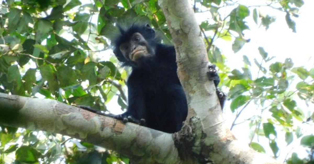 Une cape, des cheveux et une bouche orangée : le likweli, nouvelle espèce de singe découverte dans le bassin du Congo