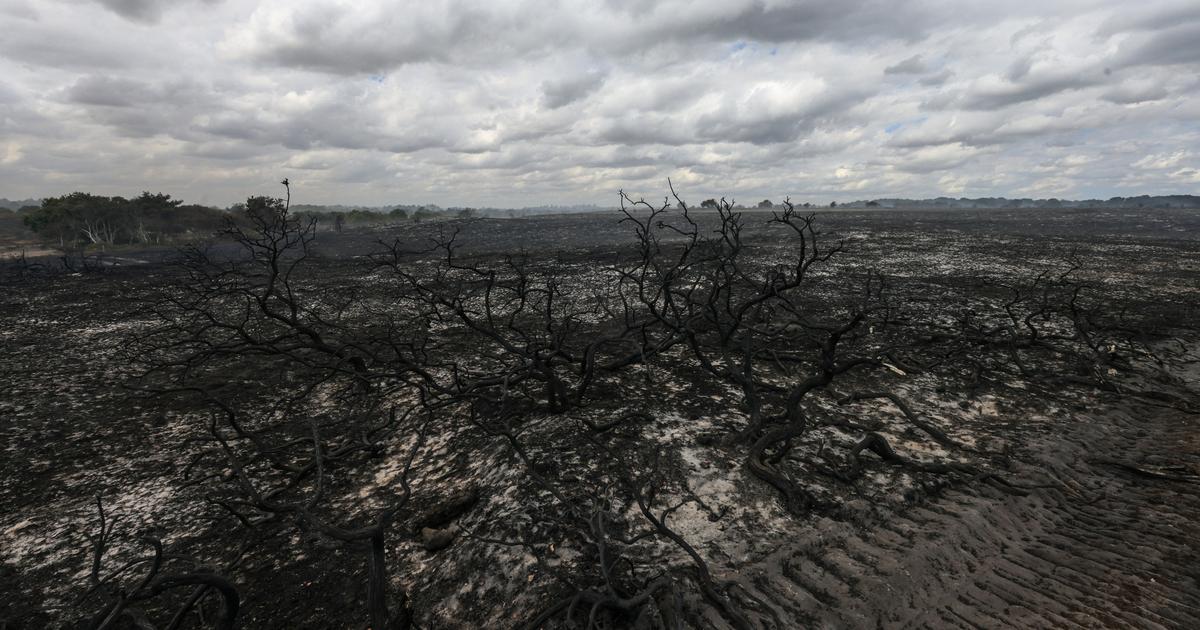 « Une dévastation totale » : en Angleterre, la faune et la flore du Suffolk ravagées par les incendies