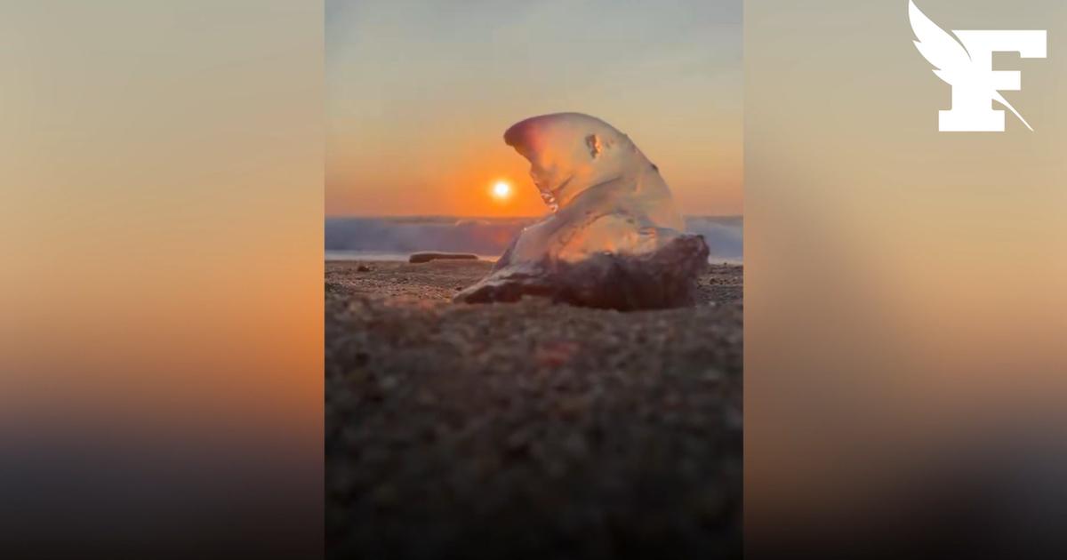 Landes : des plages fermées à la baignade après une invasion de physalies, ces «fausses méduses» dangereuses