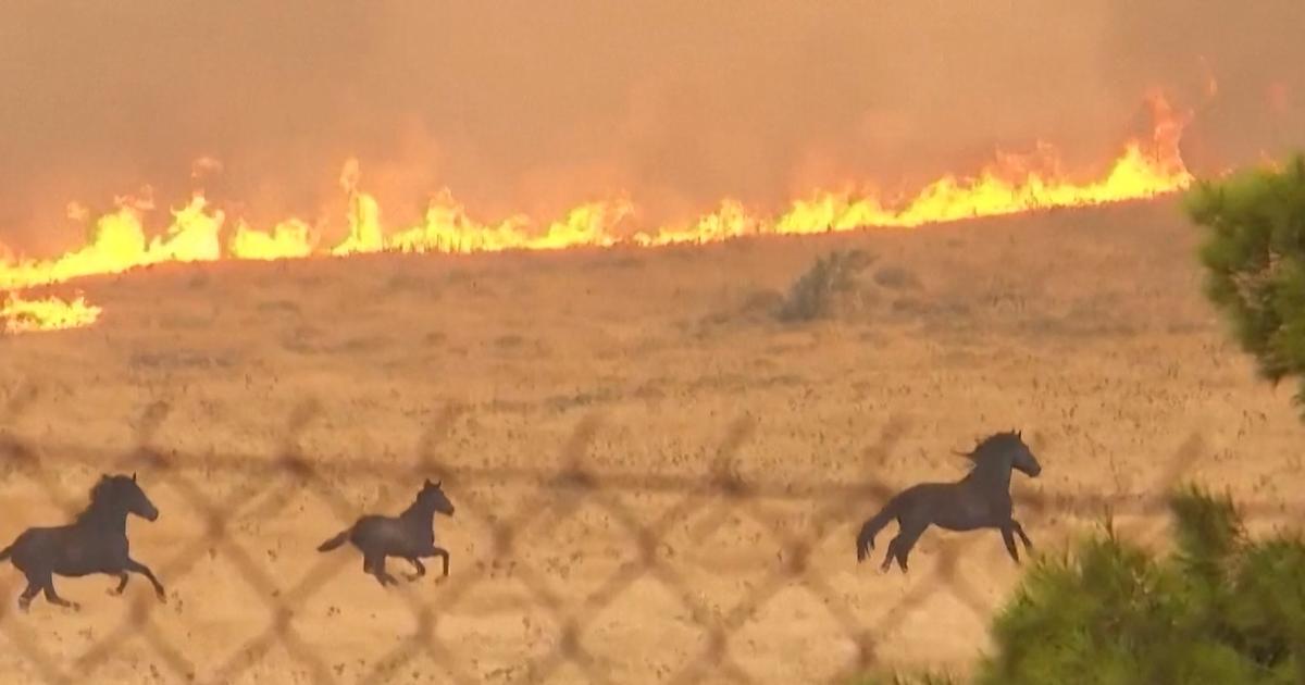 Grèce : les images saisissantes de chevaux en panique fuyant un incendie