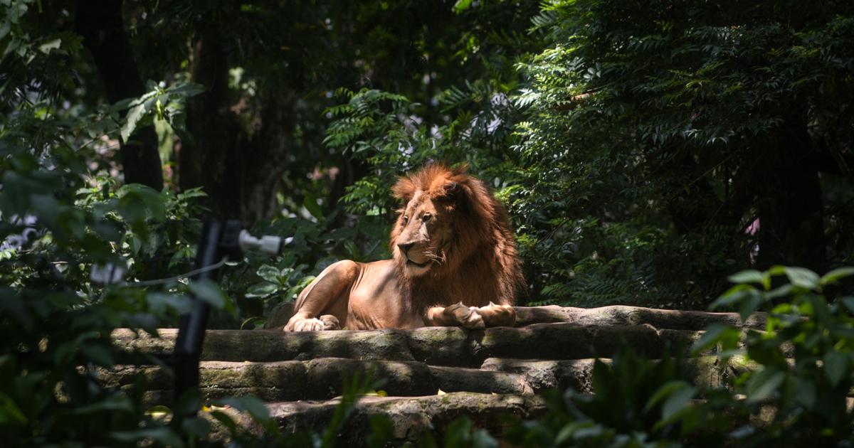 Japon : trois lions meurent dans un zoo, possiblement d’un coup de chaud