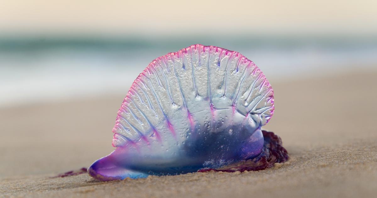 Avez-vous entendu parler des physalies, ces créatures marines qui pourraient bien gâcher vos vacances ?