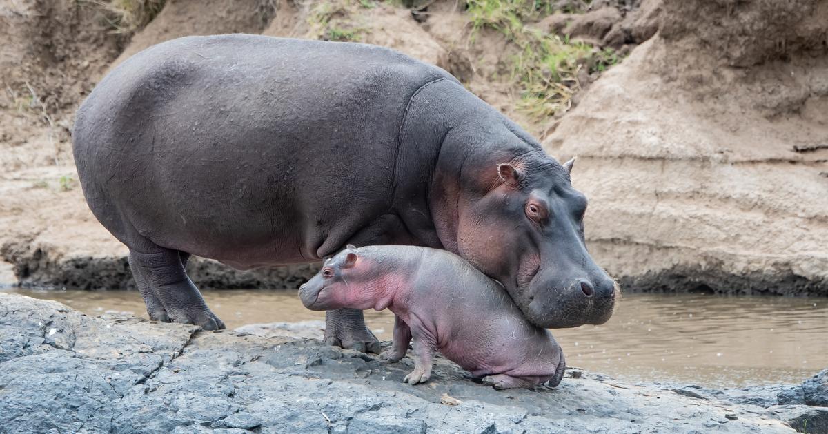 Le bébé hippopotame héritier de la colonie de Pablo Escobar est mort malgré les soins