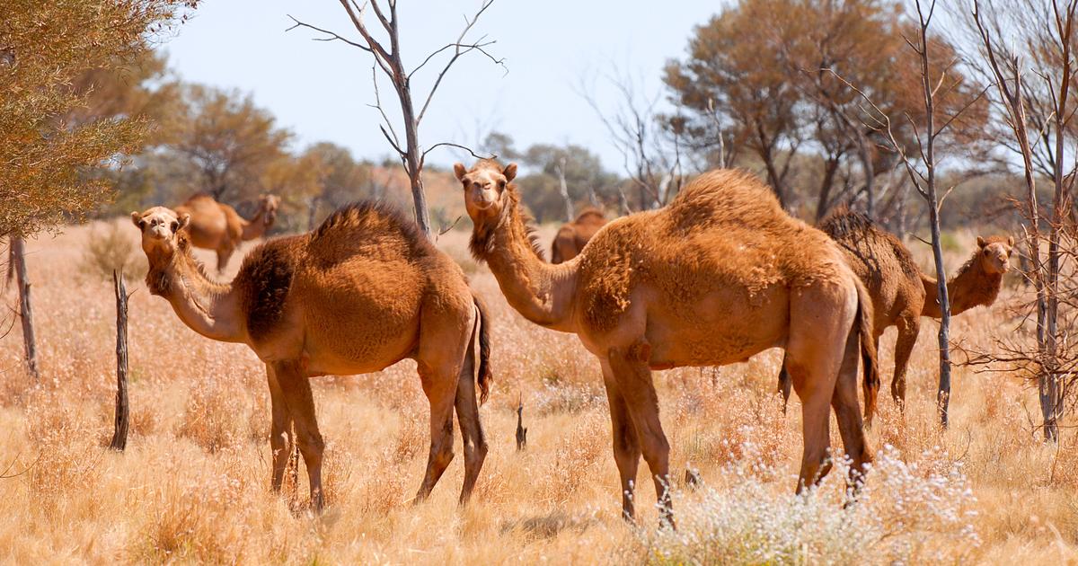 «Ce sont des animaux vraiment sympathiques» : dans l'arrière-pays australien, les dromadaires utilisés comme bétail