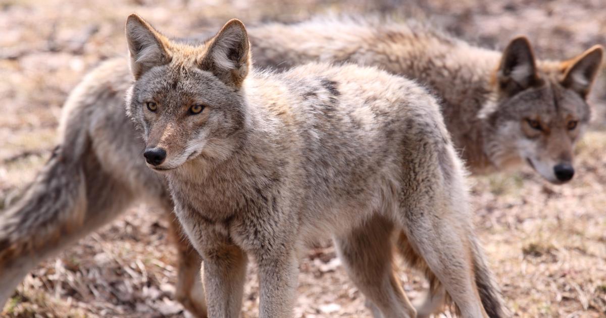 Piégée par des coyotes : la mort sidérante de la chanteuse Taylor Mitchell, dans un parc national canadien, en 2009