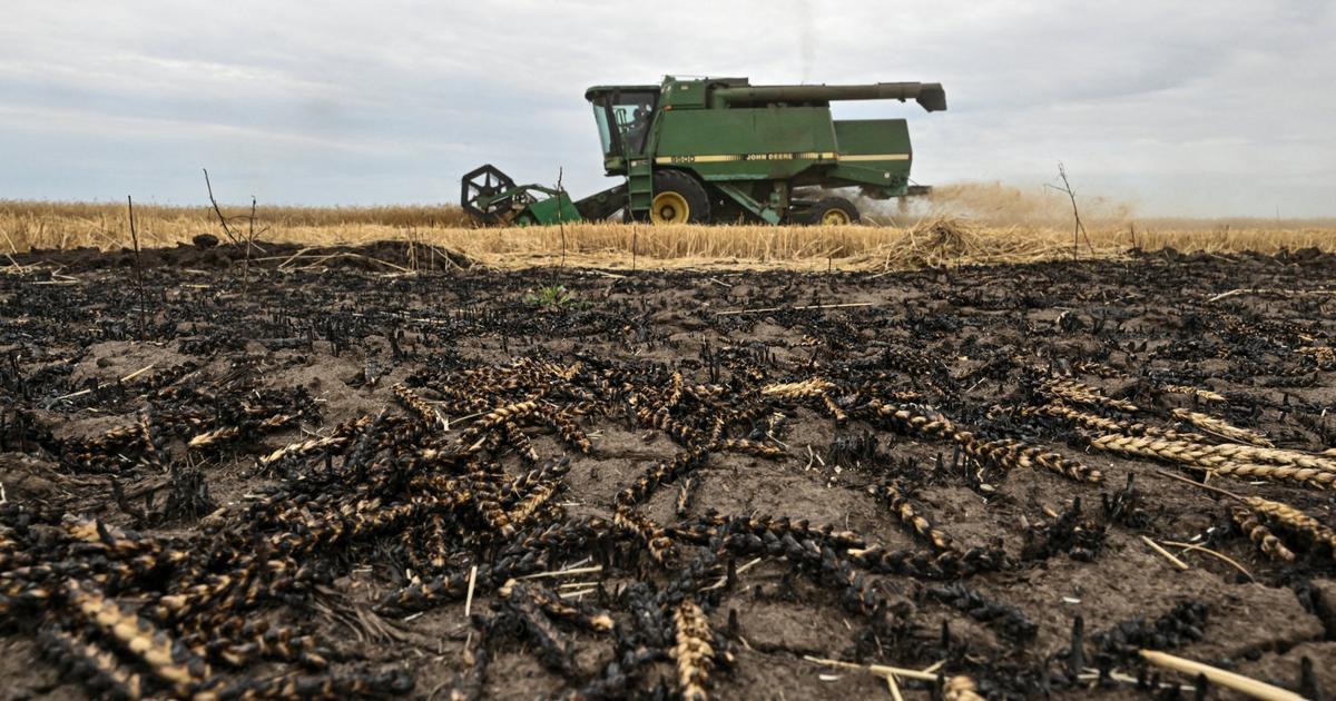 « Un énorme épuisement moral et physique » : le cri d’alarme des agriculteurs face à une « catastrophe inédite »