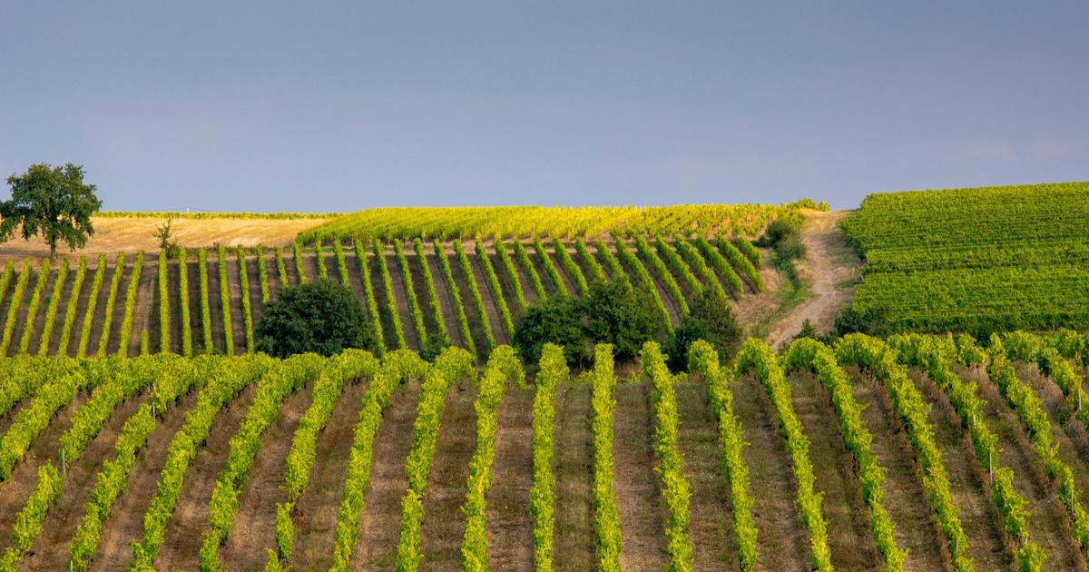 « Le problème en 2026 ne sera pas la qualité, ce sera le volume » : la vigne paye un lourd tribut à la sécheresse