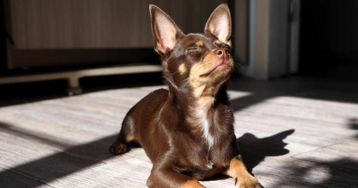 Chats et chiens : peuvent-ils regarder l’éclipse solaire sans danger ?