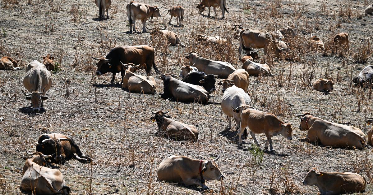 EN DIRECT - Canicule : la ministre de l’Agriculture va réunir les éleveurs le 27 août pour faire un «état des lieux précis» sur la sécheresse