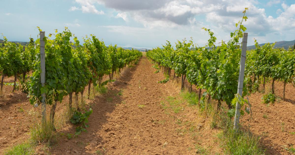 Insecticides : le Conseil constitutionnel valide le recours à l'acétamipride pour les agriculteurs