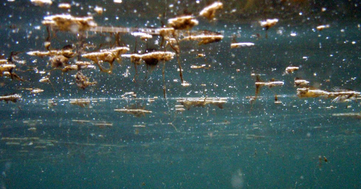 Sur la côte basque, Ostreopsis, cette microalgue toxique qui rend des baigneurs malades depuis plusieurs étés