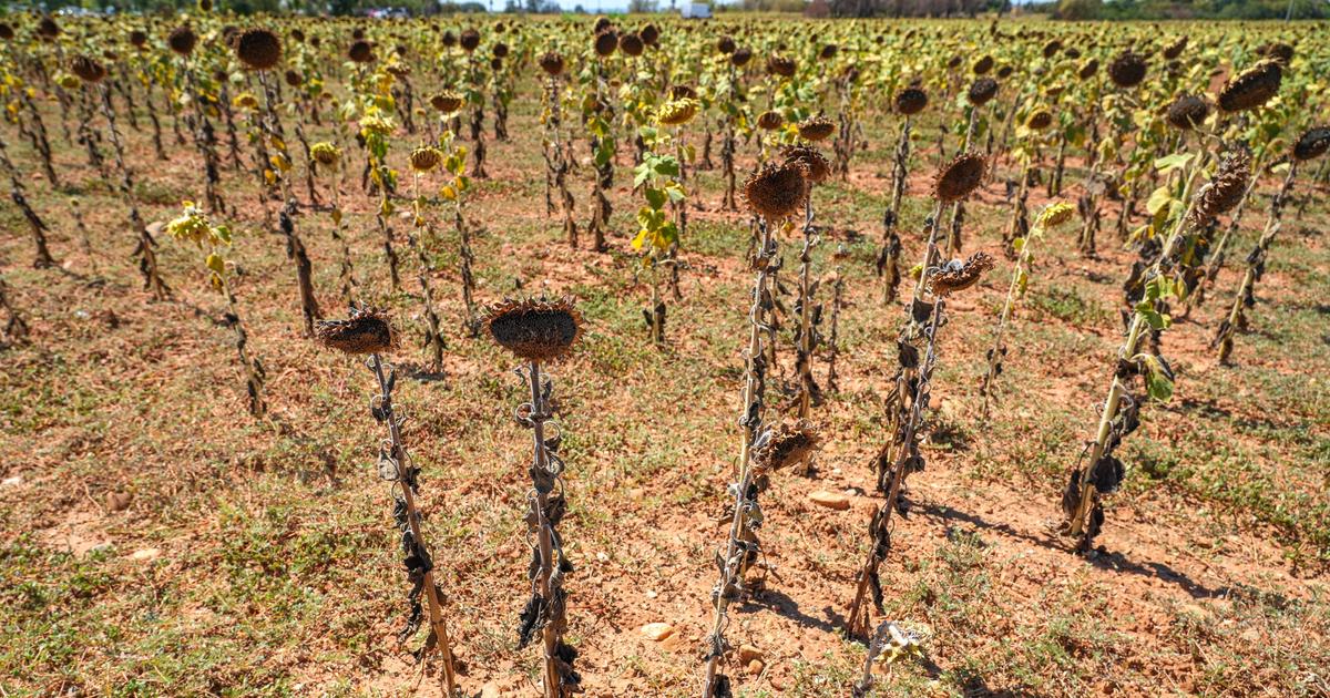 En conséquence au réchauffement climatique, la France désormais menacée par la désertification