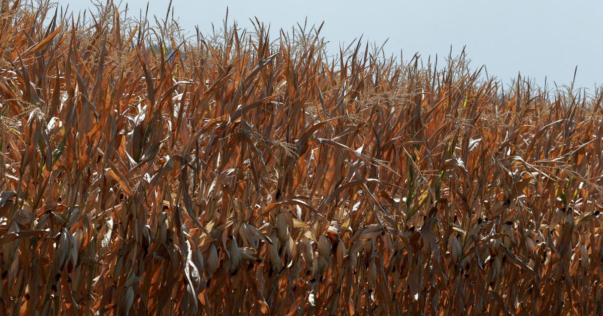 Accablés par la chaleur et les sécheresses à répétition, comment les agriculteurs tentent de s’adapter pour survivre