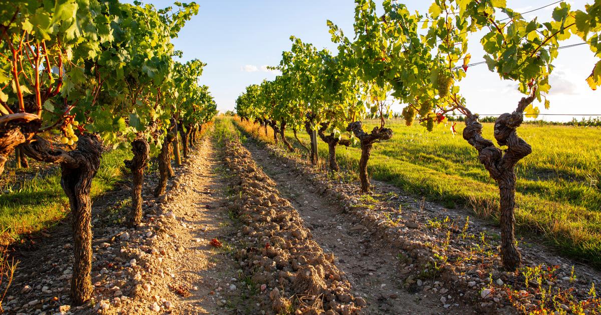 gard-le-corps-calcin-retrouv-dans-des-vignes-serait-bien-celui-de-l