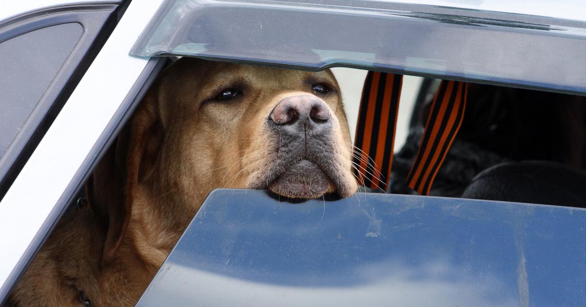 Il est désormais interdit de laisser son chien seul dans la voiture, lors des fortes chaleurs, dans ces 6 villes françaises